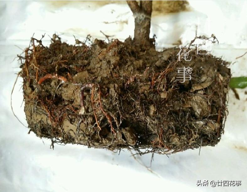 养了十来年的米兰花,养了十年的米兰枝繁叶茂