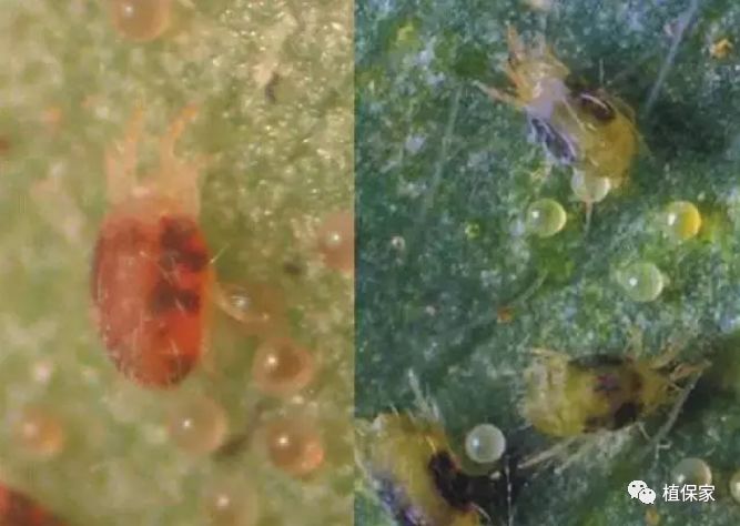 草莓常见病虫害图谱,草莓病虫害图片大全集