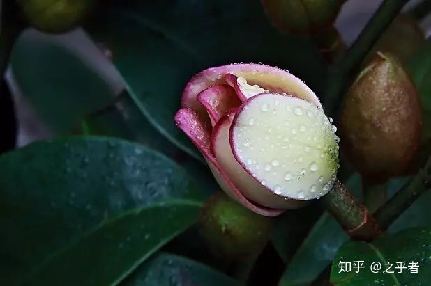 适合取名的花名赏析,适合取名用的诗句