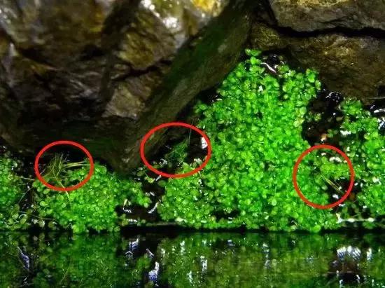 如何打造景观小缸,院子简易水景流水缸制作方法图片