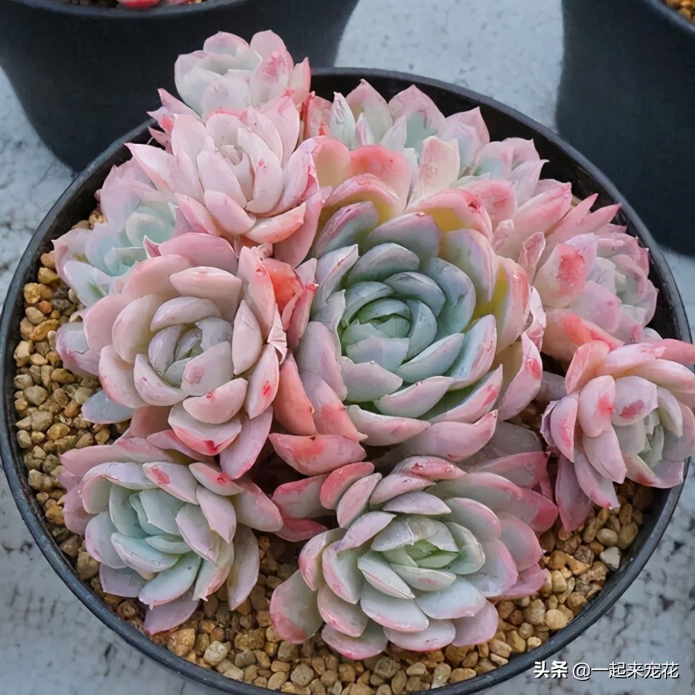 夏天怎么把冰莓多肉种成活,多肉冰莓适合深盆还是浅盆