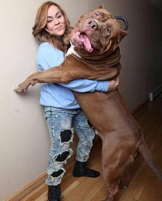 比特犬到底有多可怕,新手千万别养比特犬