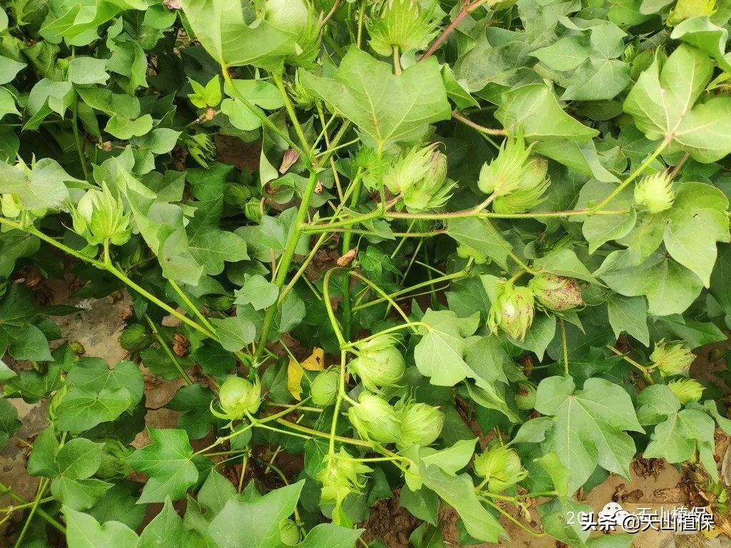 新冠肺炎疫情对棉花产业的影响及对策建议