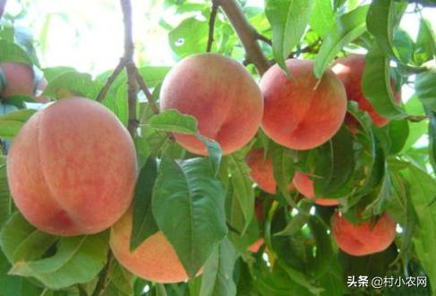 黑龙江农作物创业新思路,农村最赚钱的种植项目有哪些