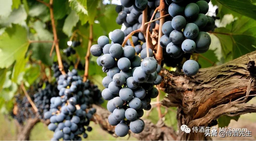 6p葡萄酒,马尔贝克葡萄酒排行