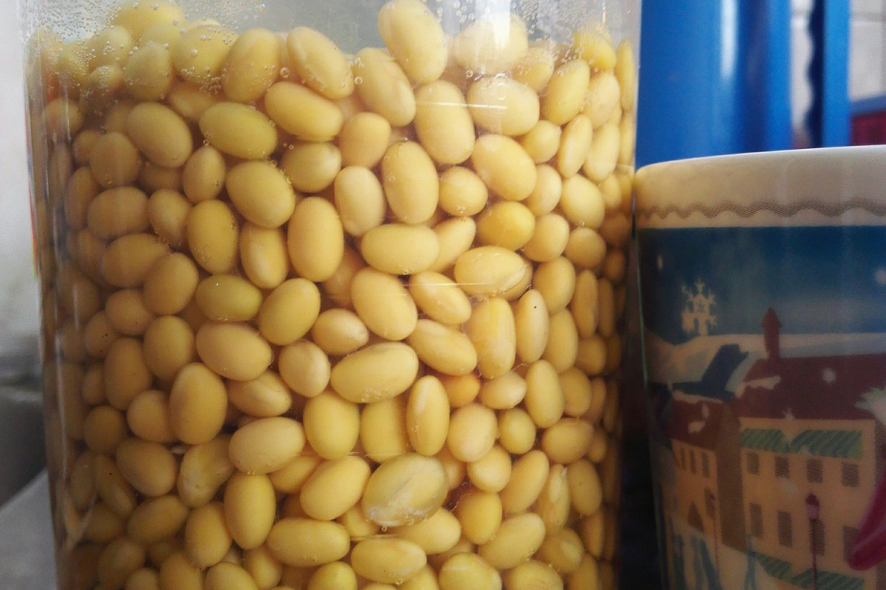 如何用豆芽盆发豆芽,无土栽培发豆芽