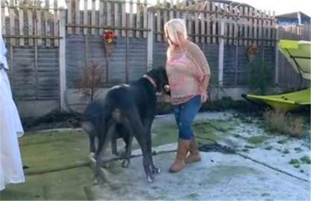 经典传奇故事世界上最大的狗,盘点世上最大的狗