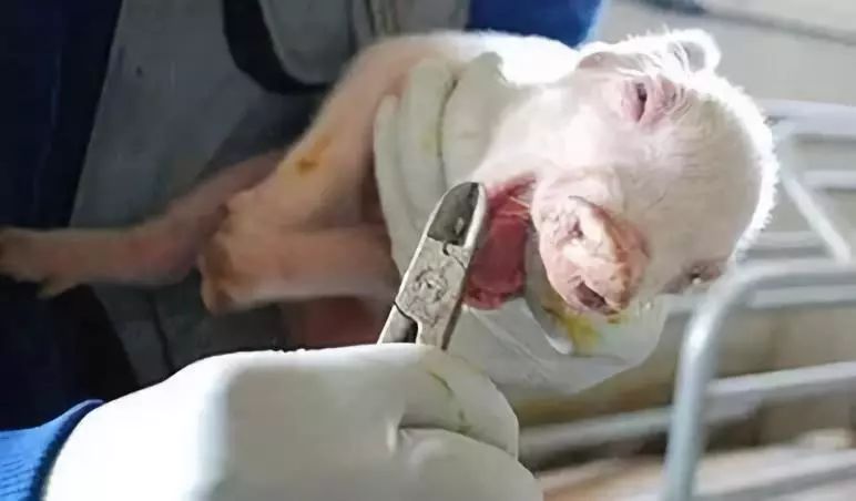 小猪剪牙后消毒用什么,给小猪剪牙注意什么饮食