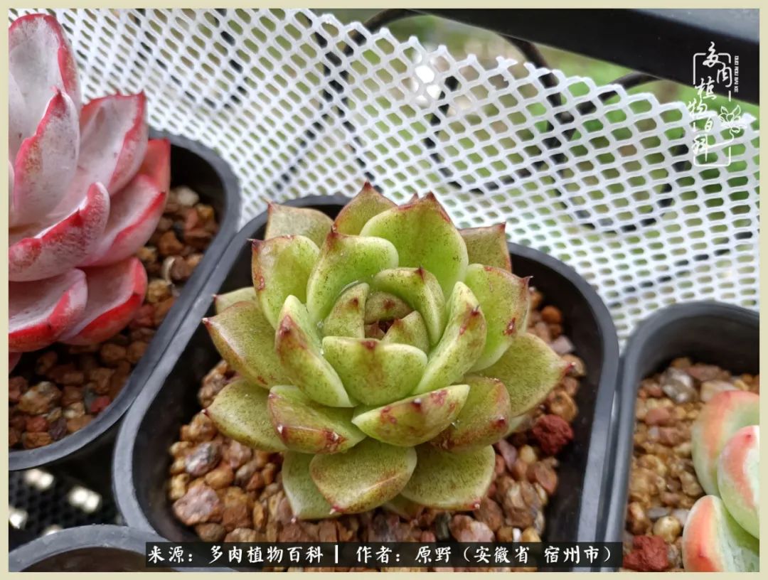 梅雨袭，酷暑至，多肉进入历劫季