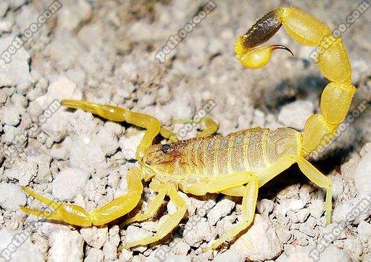 蝎子王的可怕之处,蝎子王都有哪些