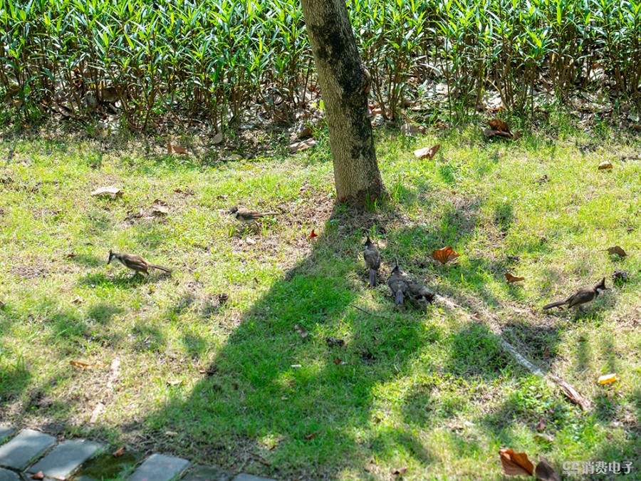 濂ユ灄宸存柉em1mark2璇勬祴瑙嗛,濂ユ灄宸存柉e-m1markiii浣跨敤浣撻獙