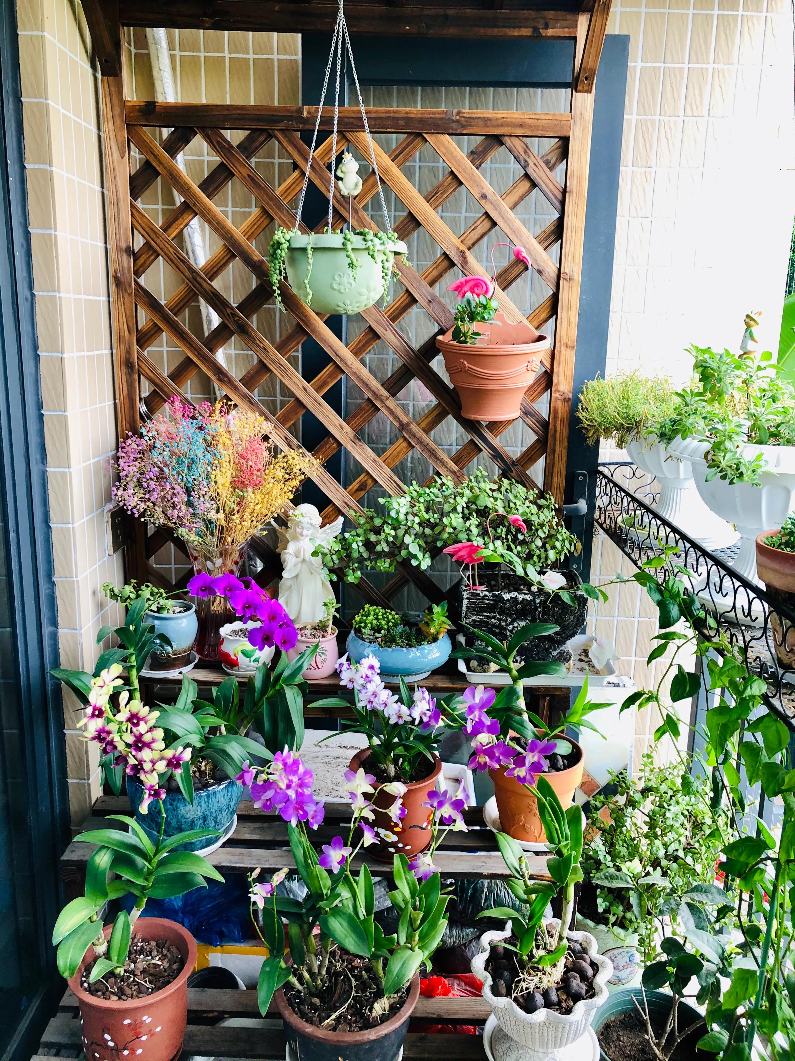 蝴蝶石斛兰怎么养,盆栽里长得像蝴蝶花的是什么花