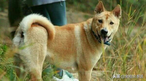 这才是真正的中华田园大黄犬,真正的中华田园犬是大黄狗吗