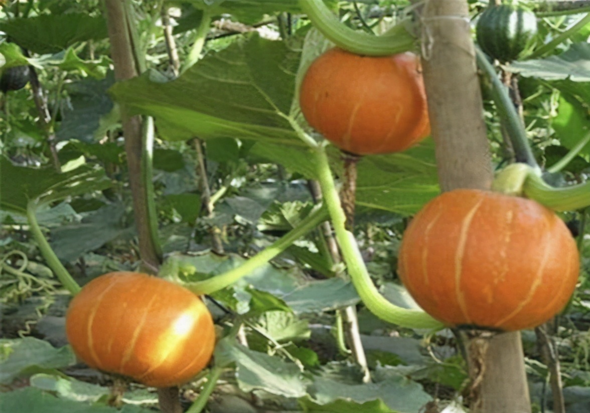 露地种植贝贝南瓜技术与田园管理,如何种出高产南瓜