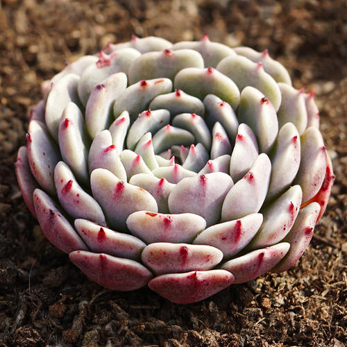 100种常见多肉植物图鉴收藏,1000种多肉植物图鉴及名字