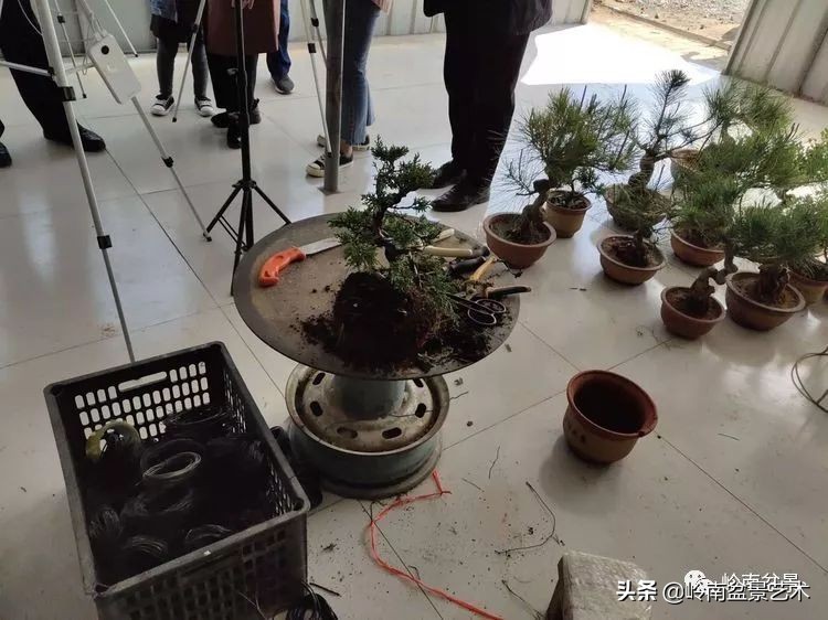 盆景产业的前景,我的盆景创业之路