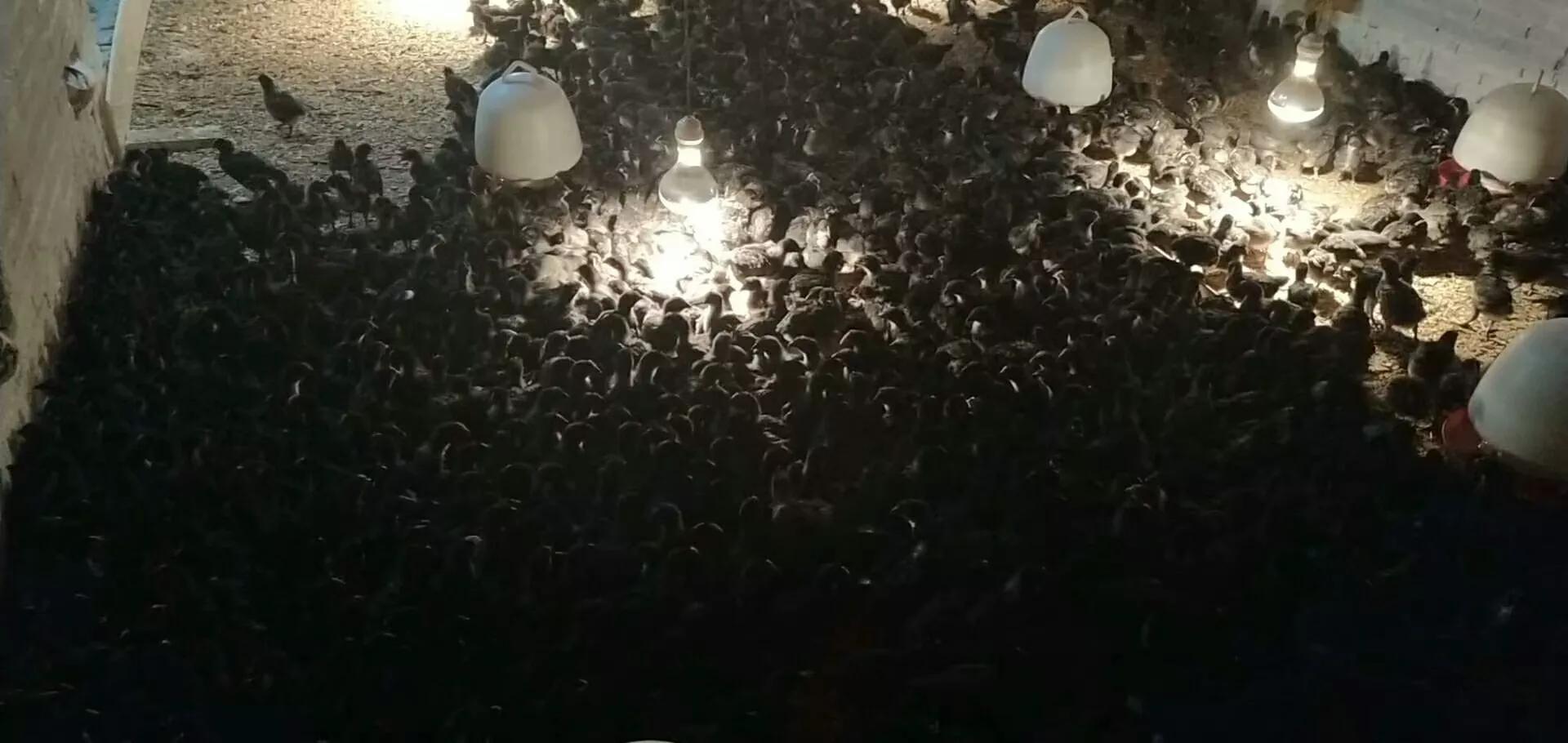 乡贤带领农民增收致富,种植甜香瓜带动村民致富