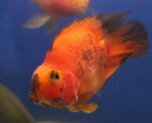 迷你鹦鹉鱼变白褪色是怎么回事,鹦鹉鱼受惊吓褪色后发白怎么处理