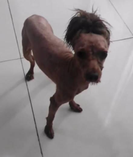 没有对比就没有伤害妆前妆后,泰迪的美容前后对比