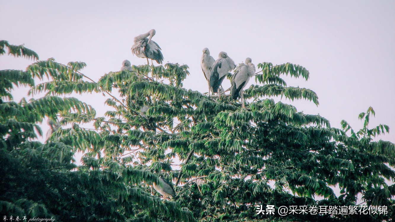 瑞丽弄莫湖公园逛一逛,瑞丽弄莫湖公园旅游攻略