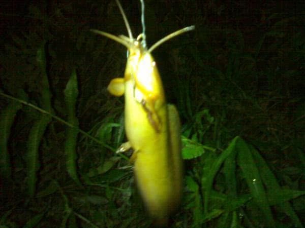 农村河沟里的塘角鱼,因其肉质细嫩,又非常好钓,深受人们喜爱