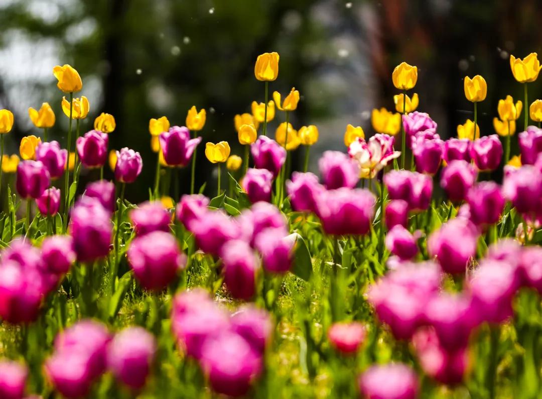 时光清浅秋意阑珊,时光清浅浮世清欢