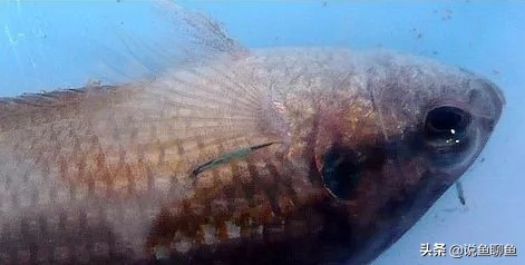 中国斗鱼生虱怎么治疗,锚头蚤寄生虫怎样治疗