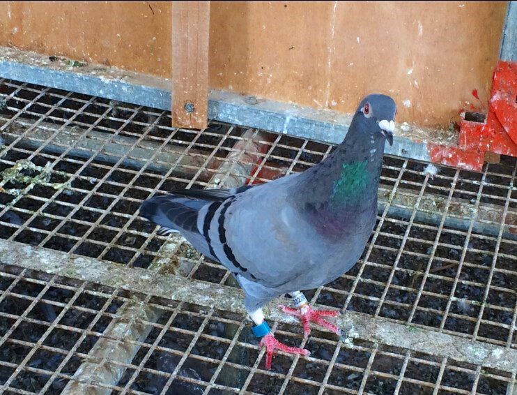 信鸽嗉囊炎的治疗方法,赛鸽嗉囊