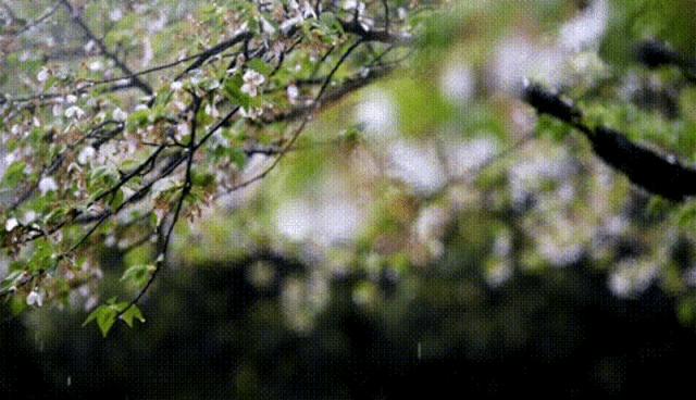 武大樱花一切美好都如约而至,武大樱花正盛开