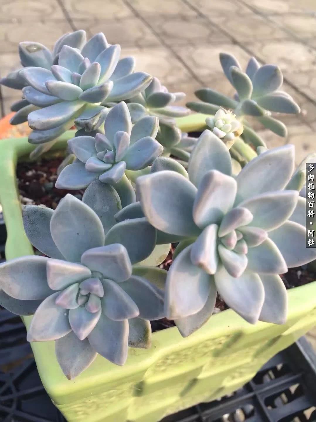 多肉有毒没毒,多肉有毒有毒