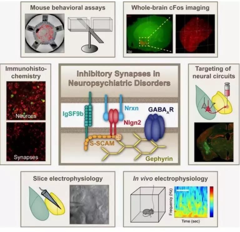 NatCommun：德国马普所发现抗击焦虑症的潜在新靶点——IgSF9b