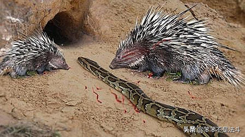 蛇獴吃辣条视频,毒蛇克星蛇獴