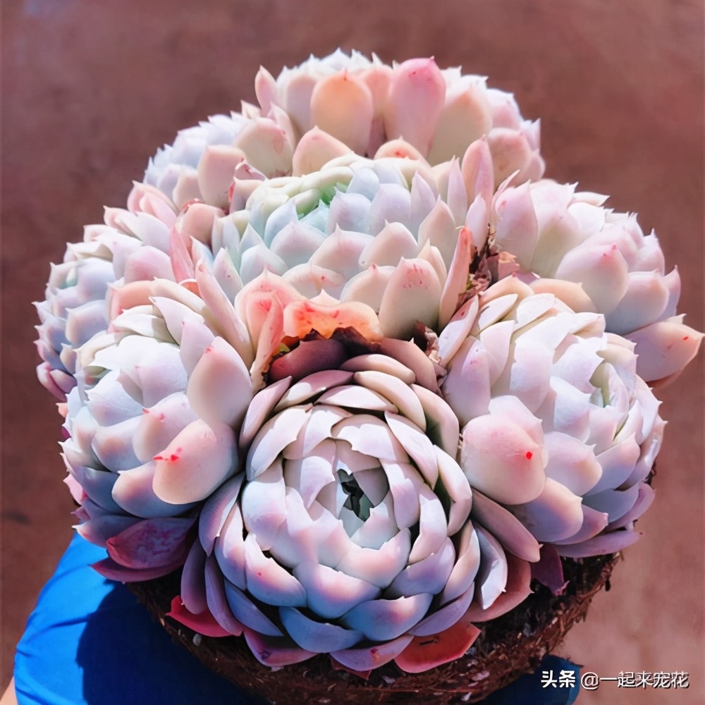 养冰玉多肉的正确方法,多肉冰莓月影养殖方法