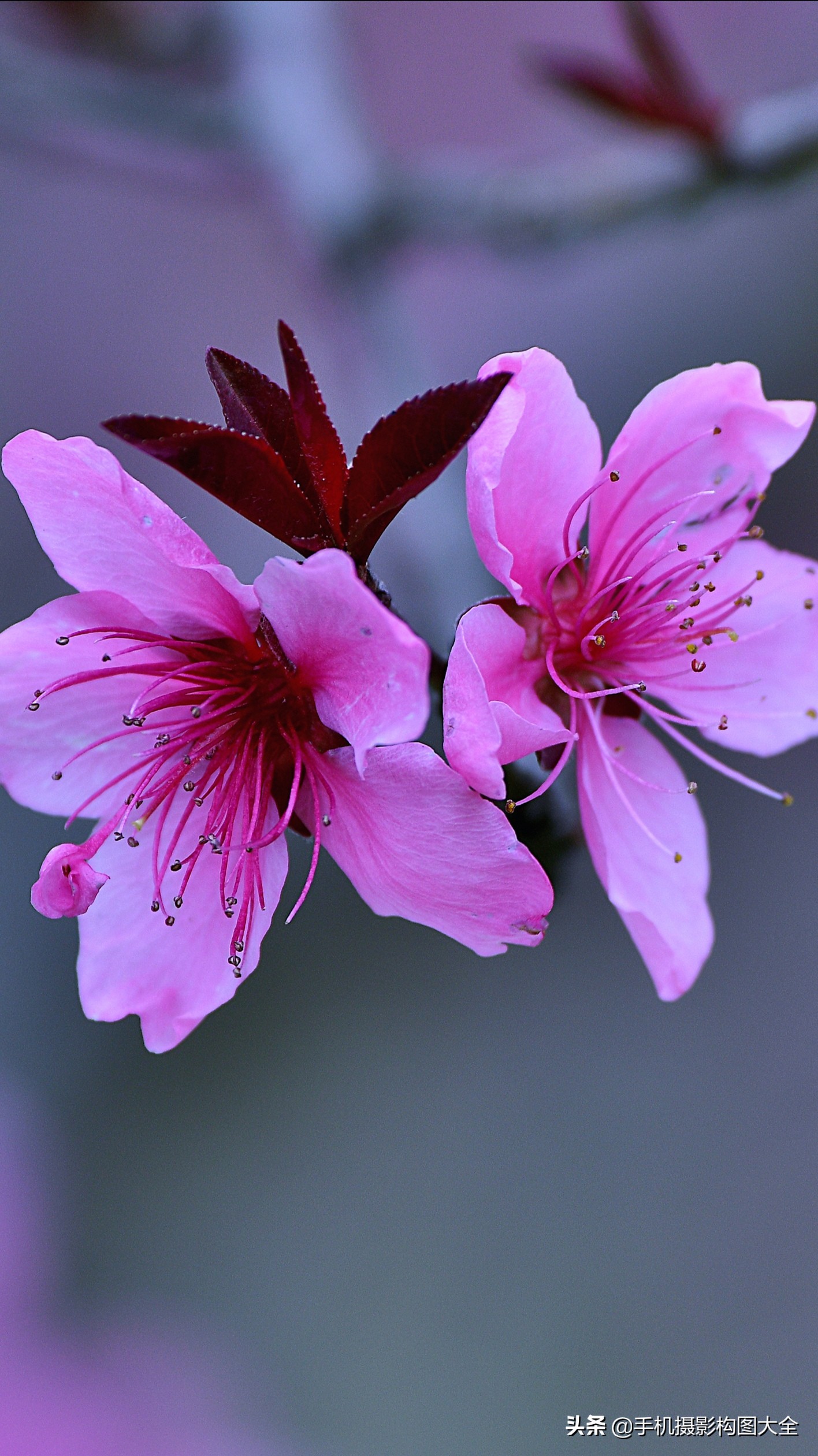 把你的相片做成动态图片,试试你的照片动漫效果