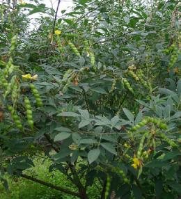 股骨头坏死吃多久中药能恢复,股骨头坏死用什么中药泡脚好