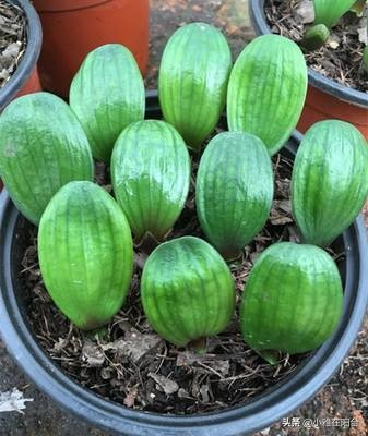 君子兰怎么养出宽大肥厚的叶片,君子兰怎么样养才长得茂盛