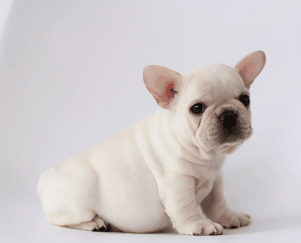 最忠诚护主的小型犬排名,建议新手养的10种小型犬推荐