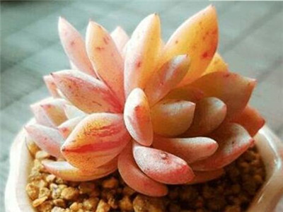 如何养殖多肉的技巧,如何养殖多肉植物和盆栽