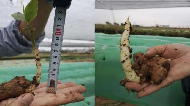 为什么生姜会长白毛,为什么生姜长了很多毛