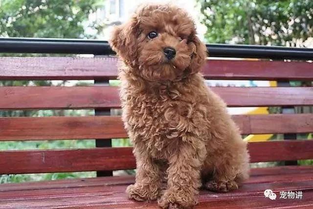 养泰迪还是养哈士奇,养泰迪是养一只还是两只