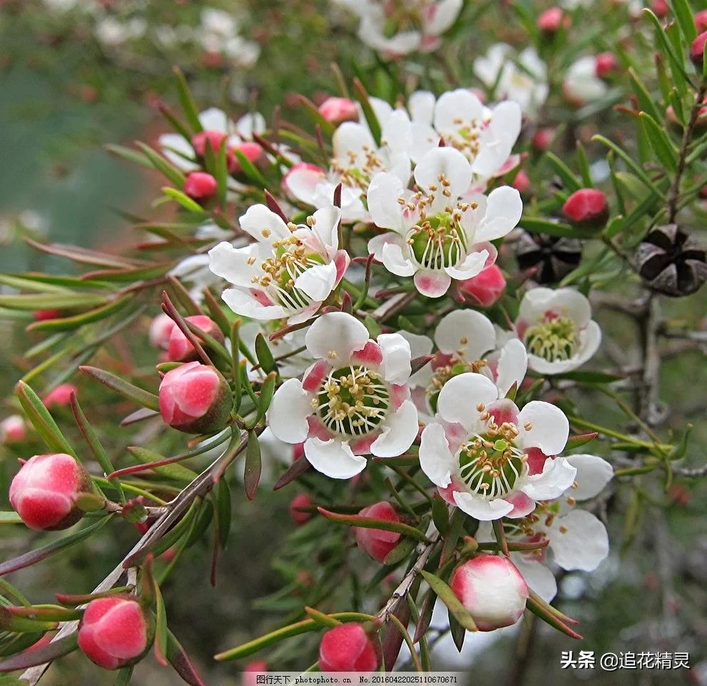 国外优质蜂蜜,进口真正的好蜂蜜是什么样