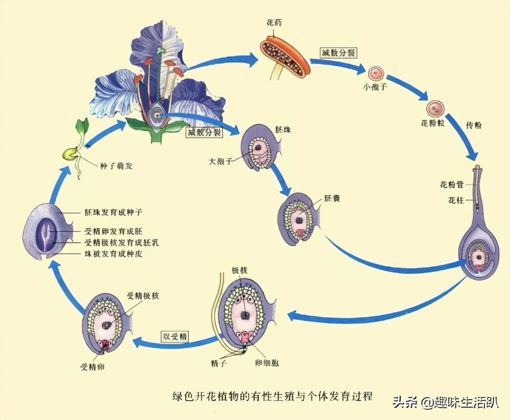 从物种起源到生物多样性,从起源到分类