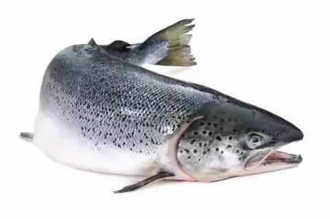 三文鱼给宝宝吃有什么好处,北极贝和三文鱼哪个营养高