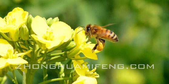 夏季如何让蜜蜂上碟,蜜蜂采花的技巧