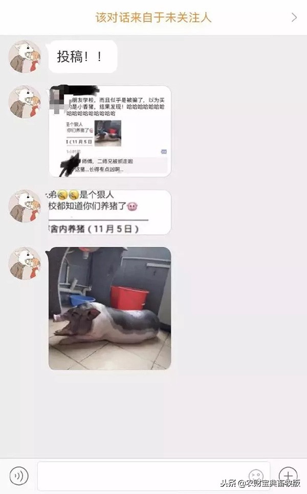 大学生在宿舍养猪被学校批评,大学宿舍养猪被通报