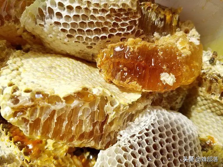 土蜂蜜100元一斤没人买,中华蜂土蜂蜜100%纯蜂蜜