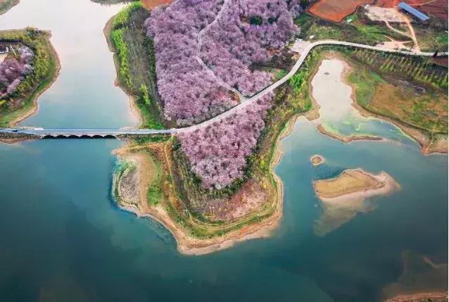 去日本观赏樱花最佳去哪个岛,去日本观赏樱花可能去什么岛