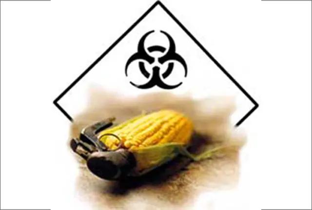 对人类有利的转基因产品,转基因产品能开花结果吗