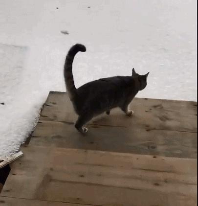 猫爪为什么那么有力,猫爪那么锋利猫舔手不会受伤吗