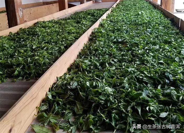 普洱茶知识科普从入门到高手,普洱茶入门知识这篇最全最靠谱